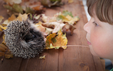 Young hedgehog and boy in autumn leaves