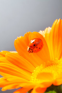 red ladybug on on yellow flower, ladybird creeps on stem of plant in spring in garden in summer