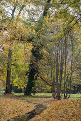 Naklejka premium mall creek in the pak and foliage oll over