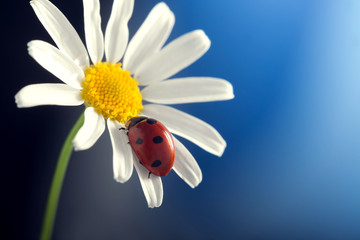 Fototapeta premium ladybird on camomile flower