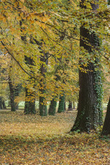 The trees with ivy in the park in the fall and faliage