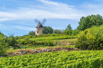 Naklejka na ściany i meble Vineyard and Windmill of Santenay, France