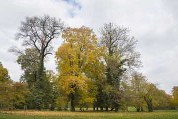 Three tree in th park in the fall with foliage on the ground