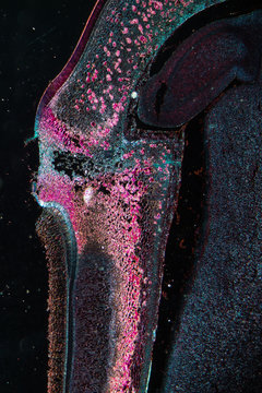 micrograph of pea seed part