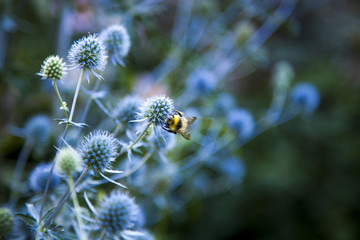 Pollination - A bee impulses flowers.