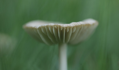 letni grzyb Twardzioszek przydrożny © agarianna
