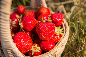Wicker basket with red ripe strawberries on a background of yellow hay or yellow grass