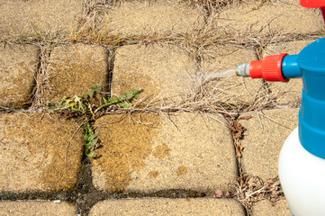 cutting out weeds / Man removes weeds from the lawn
