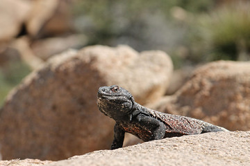 Close-up of desert lizard on a rock