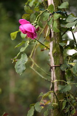 Kletterrose wildromantisch