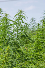 Hanffeld für Marijuhana