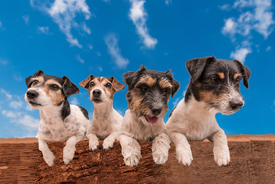 vie Hunde - Jack Russell Terrier