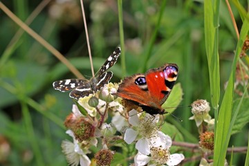 Tagpfauenauge (Aglais io) und Landkärtchen (Araschnia levana f. prorsa) auf Brombeerblüte
