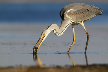 Grey heron with fish in beak