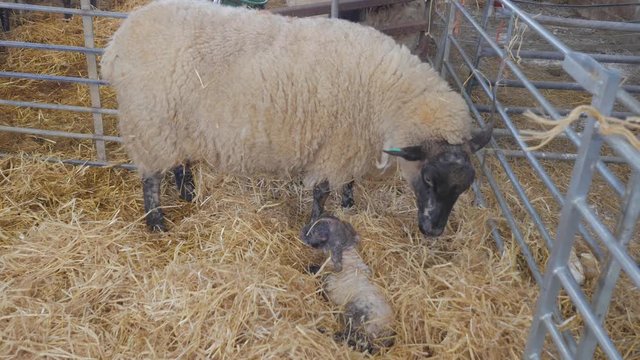 Mother ewe sheep licks her baby lamb to help form that bond between mother and child