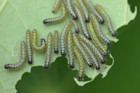  Junge Raupen des Gro&szlig;en Kohlwei&szlig;lings (Pieris brassicae) an Kapuzinerkresse (Tropaeolum majus) 
