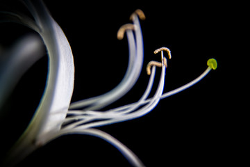 Honeysuckle