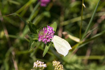 Gonepteryx rhamni (known as the common brimstone) on a clover flower