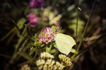 Gonepteryx rhamni (known as the common brimstone) on a clover flower