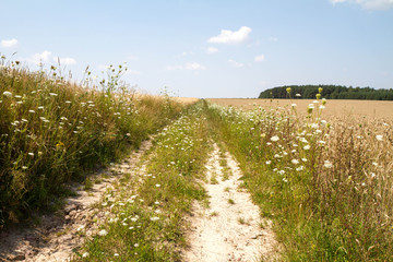 Fototapeta na wymiar A road among fields of rye