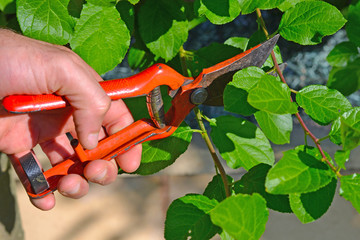Man hands holding scissors and cutting bush in the garden. Pruning shears in hand. Secateurs hand bush