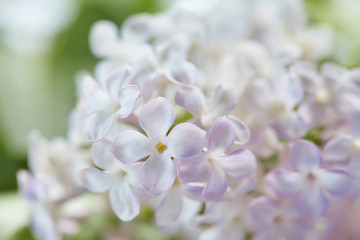 nice lilac
