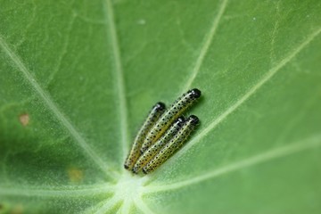  Junge Raupen des Großen Kohlweißlings (Pieris brassicae) an Kapuzinerkresse (Tropaeolum majus) 
