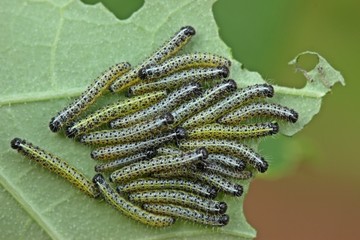  Junge Raupen des Großen Kohlweißlings (Pieris brassicae) an Kapuzinerkresse (Tropaeolum majus) 
