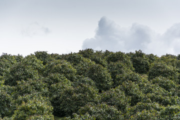 tomato plantation