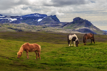 Fototapeta na wymiar Icelandic Horses in Mountain Pasture