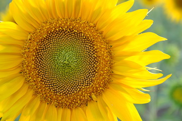 Fototapeta premium Sunflower in a sunny day