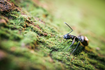 ant macro
