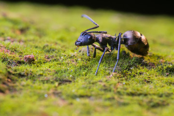 ant macro