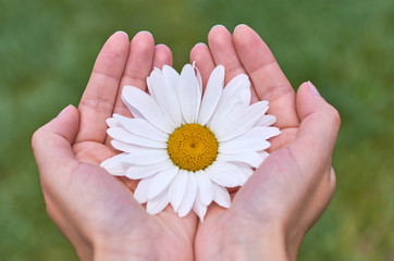 A girl holds a large white Chamomile in the hands. Concept of phytotherapy and enjoying life.