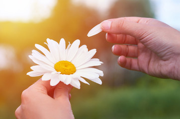 A girl holds a large white Chamomile in the hands. Concept of phytotherapy and enjoying life., sunlight