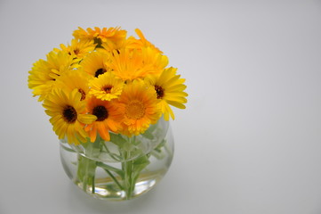 Yellow marigolds in a vase. White background. Studio shot.