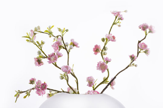 Spa. White vase with sakura . White background.