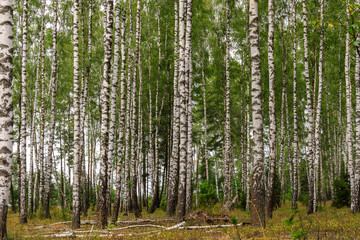 Birch forest trees