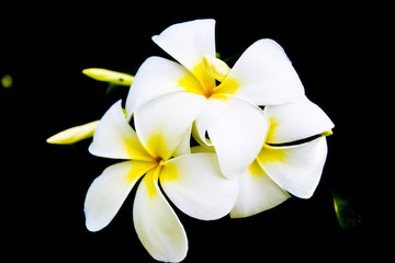 Flowers of plumeria - macro at a dark background