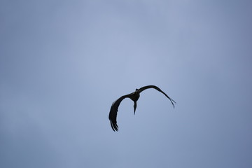 Storch beim Fliegen
