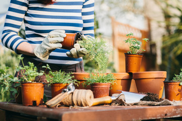 planting spring herbs into terracotta pots.