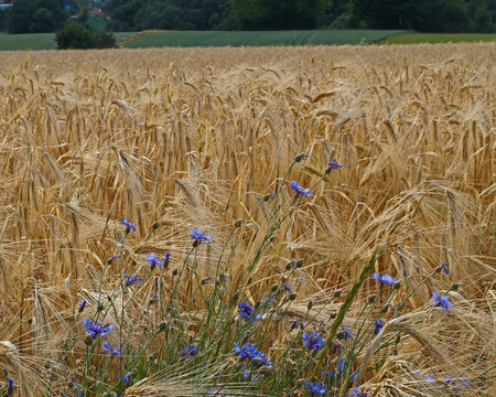 Kornblumen in reifem Getreidefeld