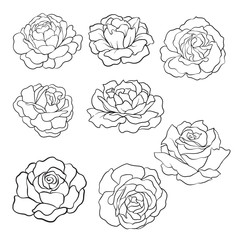 set of Isolated rose. Outline drawing. Stock line vector illustration.