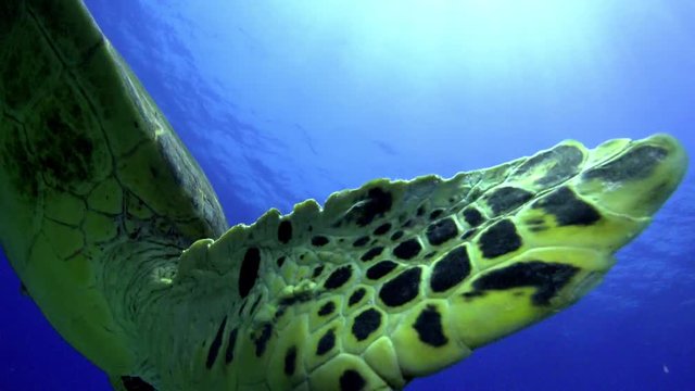 Turtle Swimming in Blue Water, underwater scene
