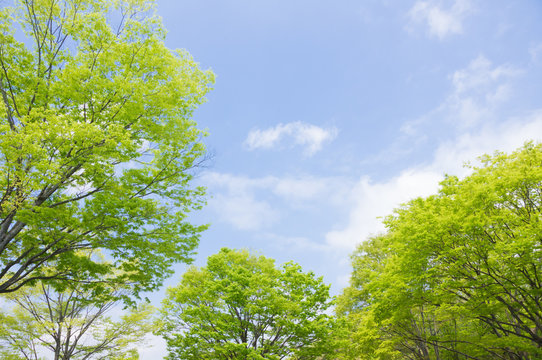 Musashi Hills Forest Park - Refreshing fresh green and blue sky. 武蔵丘陵森林公園・爽やかな新緑と青空