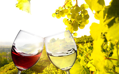 Weinverkostung - Anstoßen mit  Weißwein und Rotwein im Weinberg