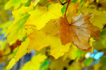 Naklejka na ściany i meble blurred background. From the dry yellow autumn leaves