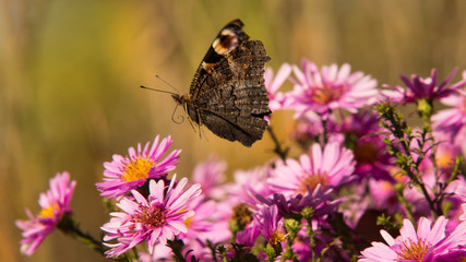 motyl w locie © Marcin