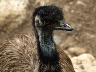 Close up portrait of the angry bird with hairy bush on top of her head. - Powered by Adobe