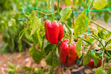 Bell pepper on the tree ready to be sold and eaten.